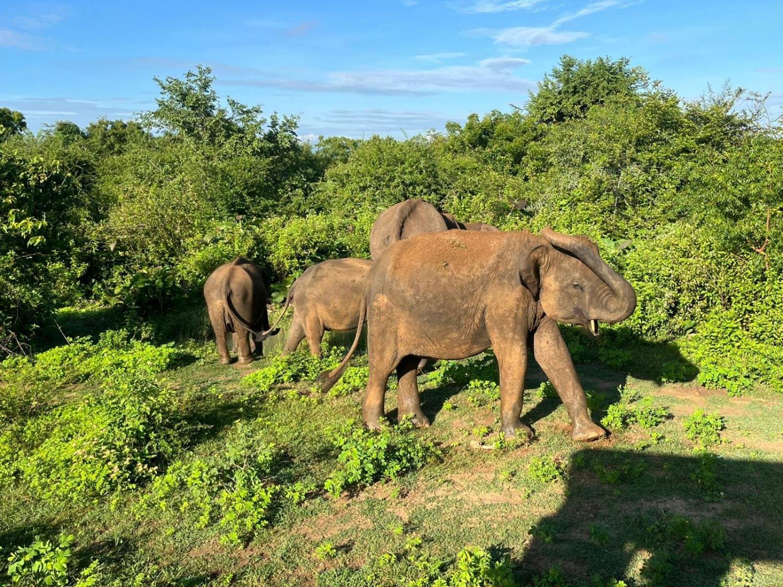 Masiya Safari Service Udawalawe Hotell Eksteriør bilde